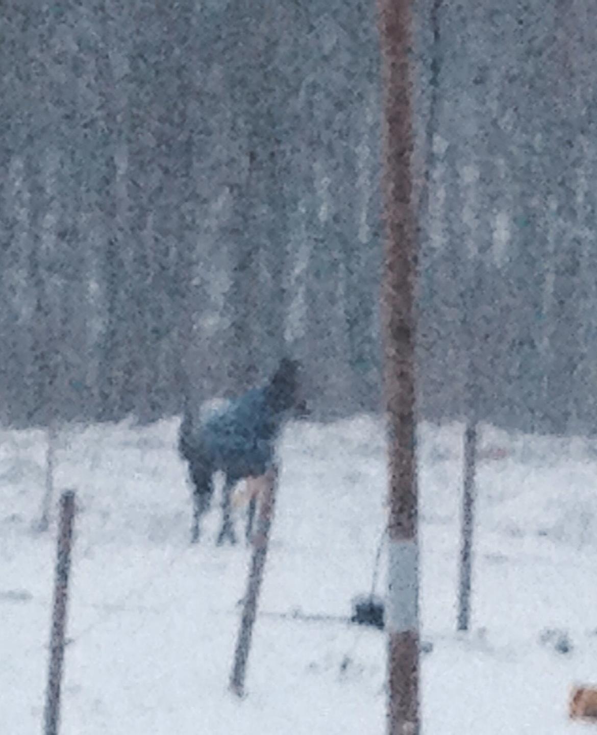 Fuldblod (XX) Pingus billede 13