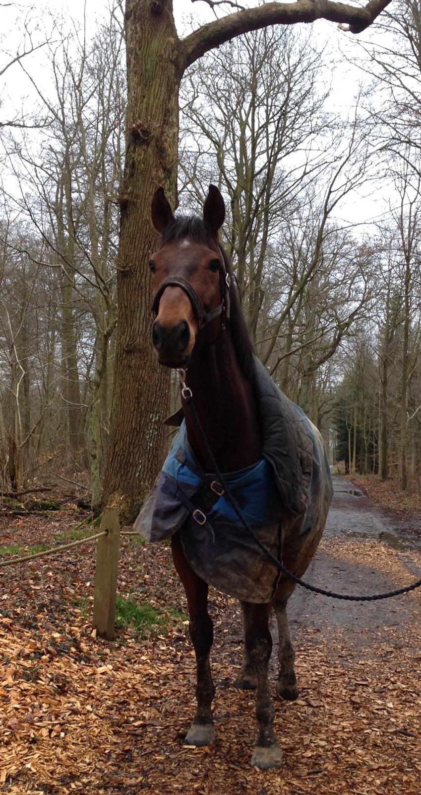 Fuldblod (XX) Pingus billede 15