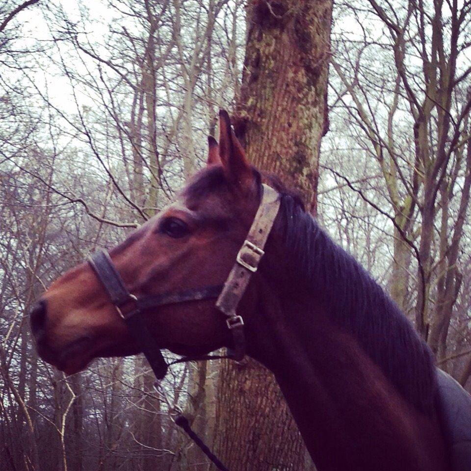 Fuldblod (XX) Pingus billede 16