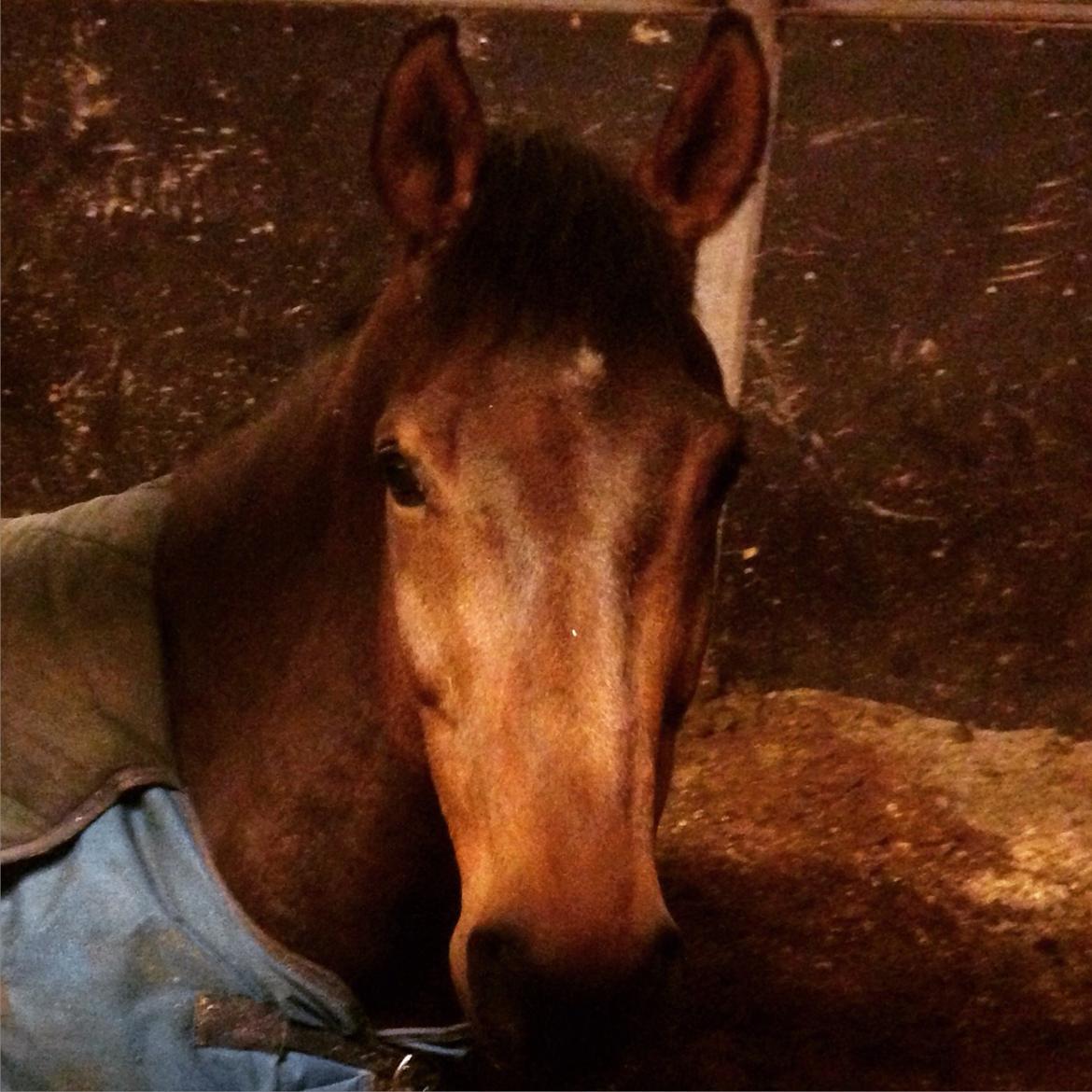 Fuldblod (XX) Pingus billede 14