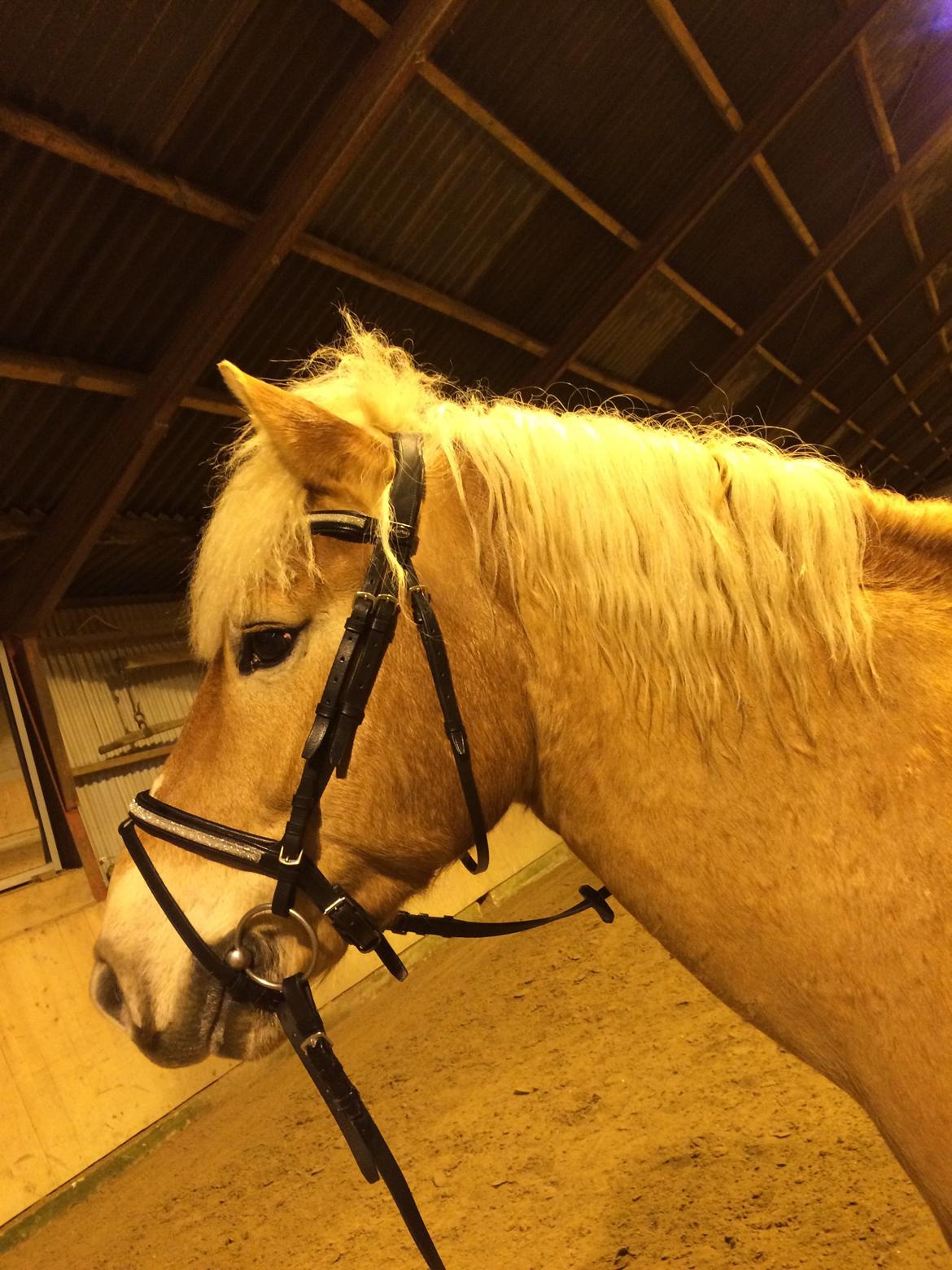 Haflinger Titan billede 6