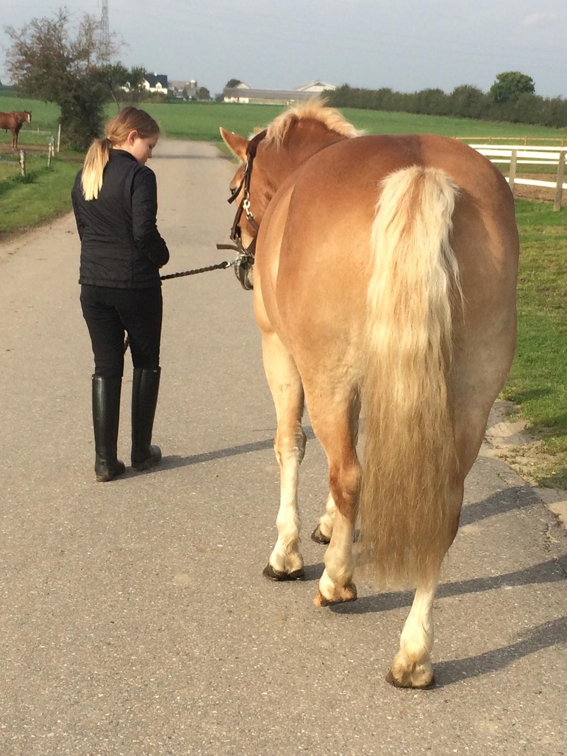 Haflinger Titan billede 9