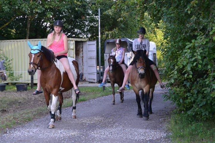 Nordsvensk Skovhest Wera - Sommeren 2014, på tur med Louise på Girl Power og Kaya på Cinco :) billede 14