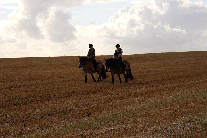 Nordsvensk Skovhest Wera - August 2014, på tur med Helmi og Sarah :D billede 17