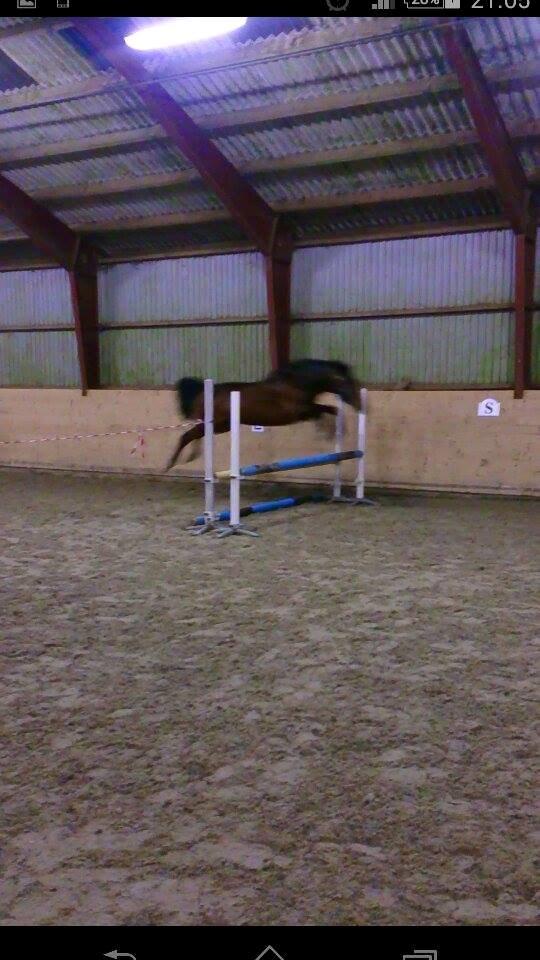 Traver Filur Raun billede 13