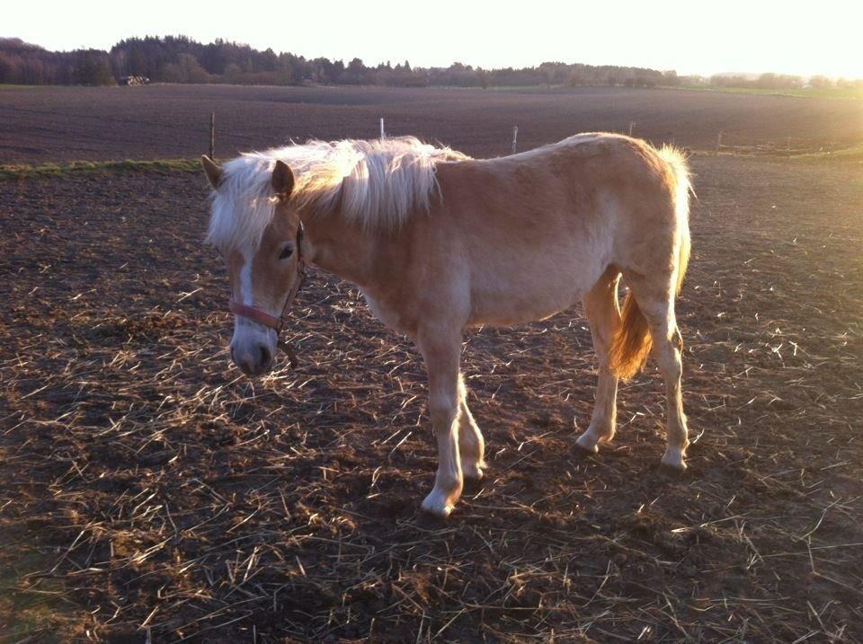 Haflinger Walmue (Muhh) - Muhh som baby hest på 1 år <3 billede 8