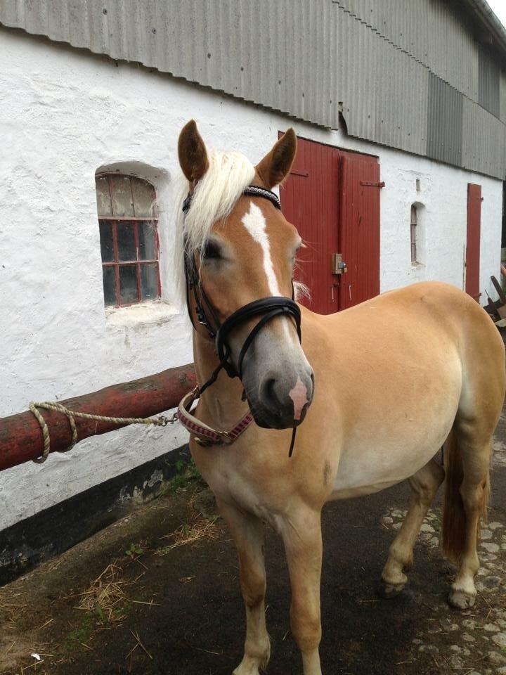 Haflinger Walmue (Muhh) billede 7