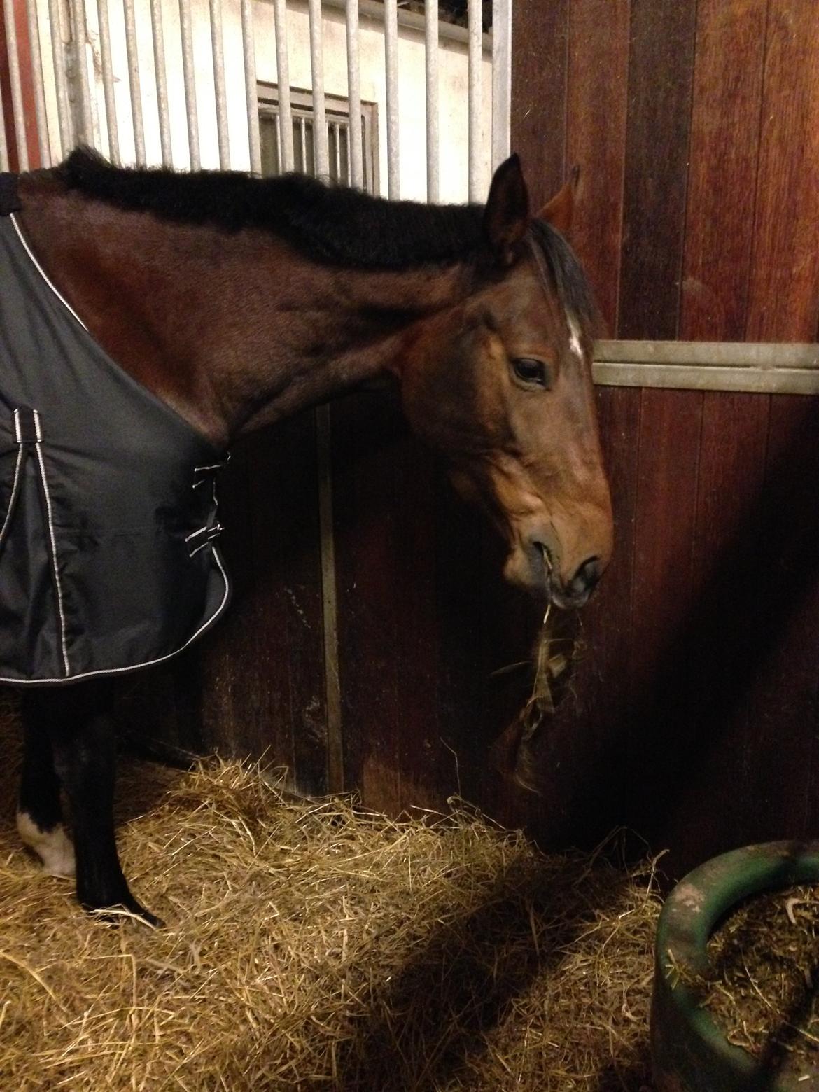 Anden særlig race Stald sofiedahl s ariel z billede 6