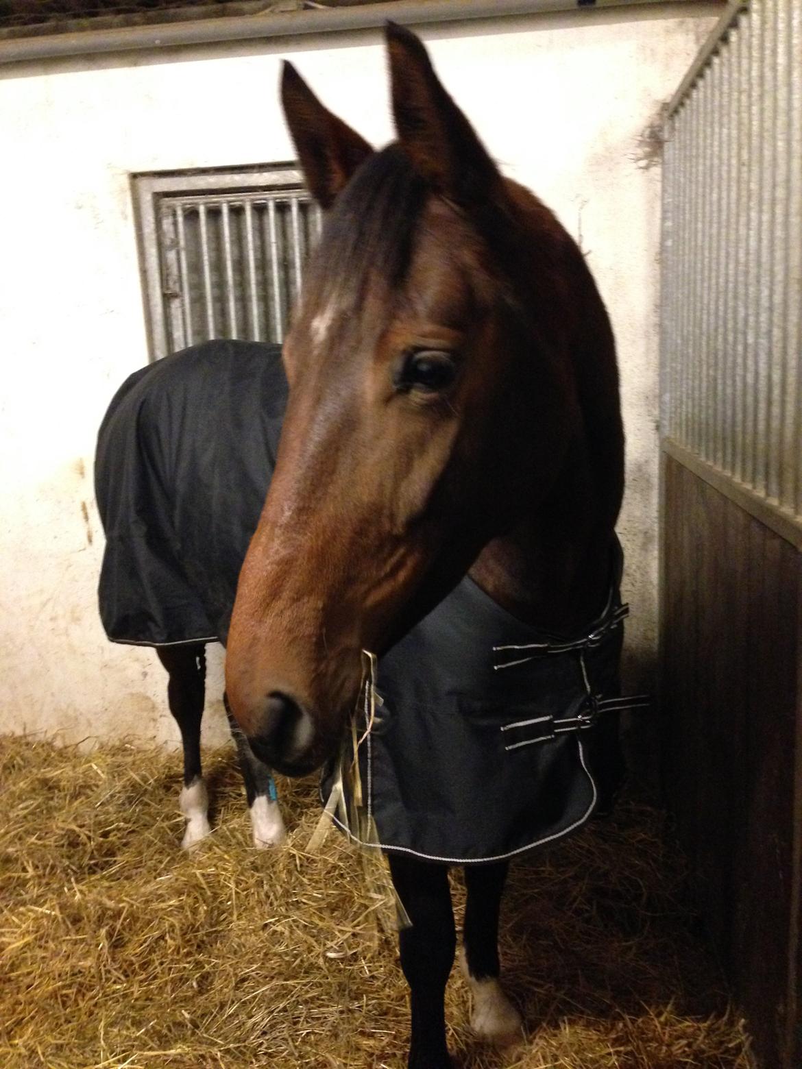 Anden særlig race Stald sofiedahl s ariel z billede 2