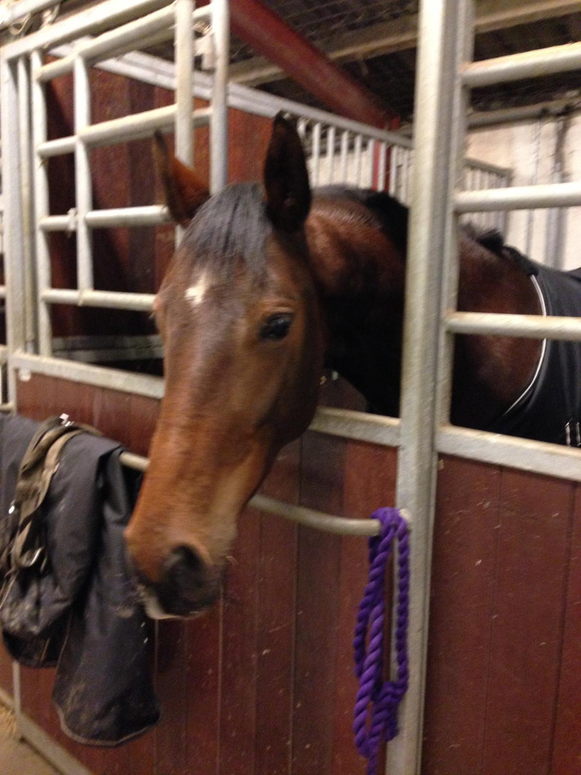 Anden særlig race Stald sofiedahl s ariel z billede 7