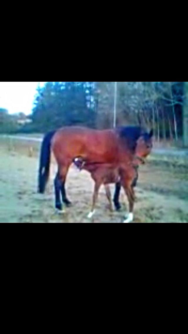 Anden særlig race Stald sofiedahl s ariel z billede 3