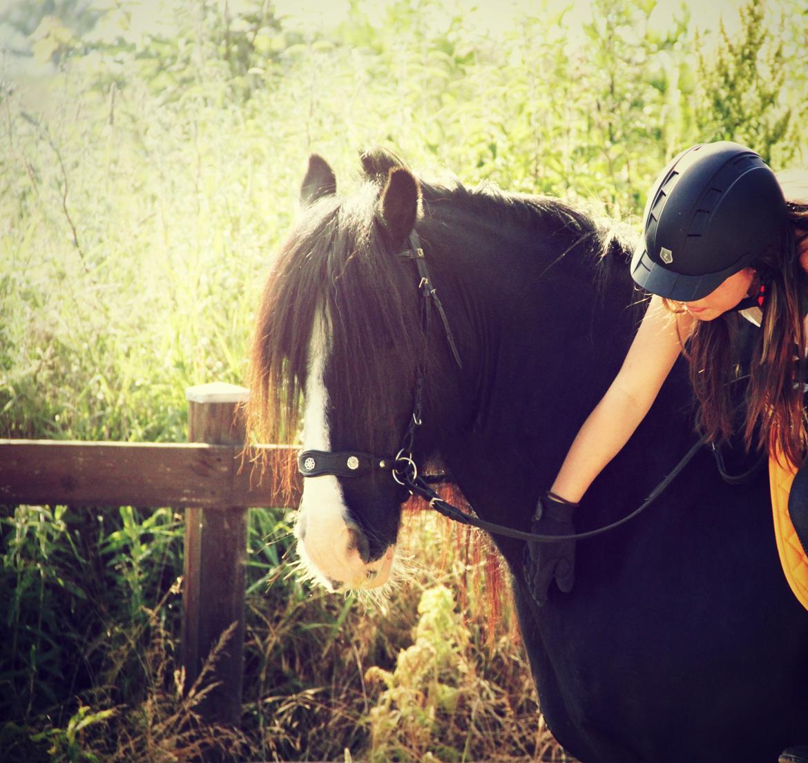 Irish Cob Valentin Wombat - <3 billede 13