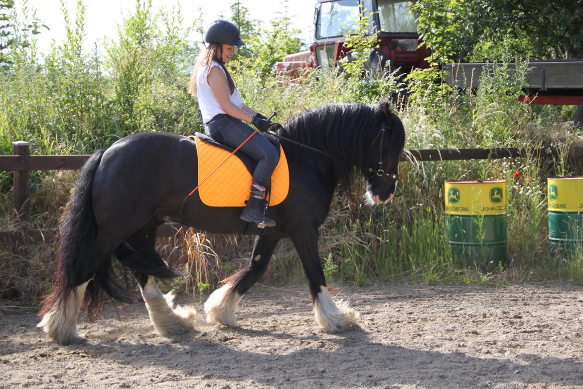 Irish Cob Valentin Wombat - Den flotteste makker <3 - 2014 billede 14