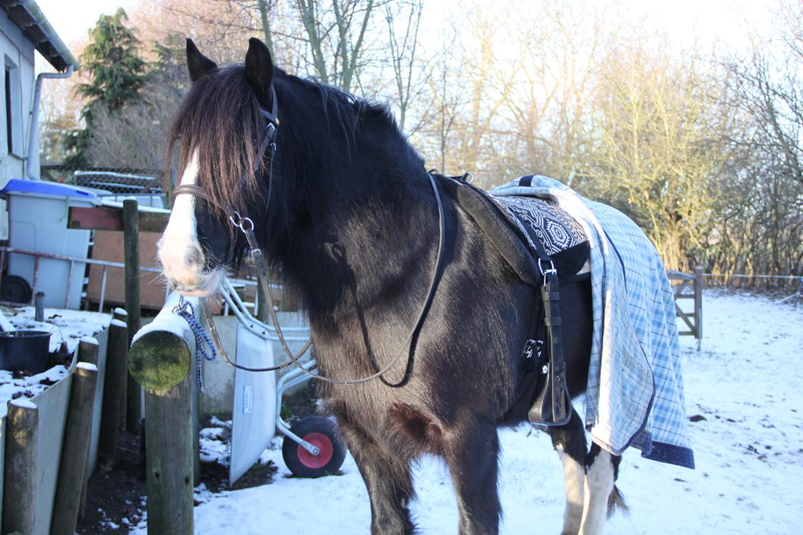 Irish Cob Valentin Wombat - Januar 2015 <3 billede 15