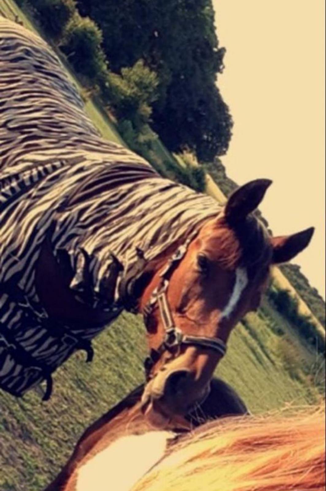 Anden særlig race Yasmin (Tidligere hest) billede 8