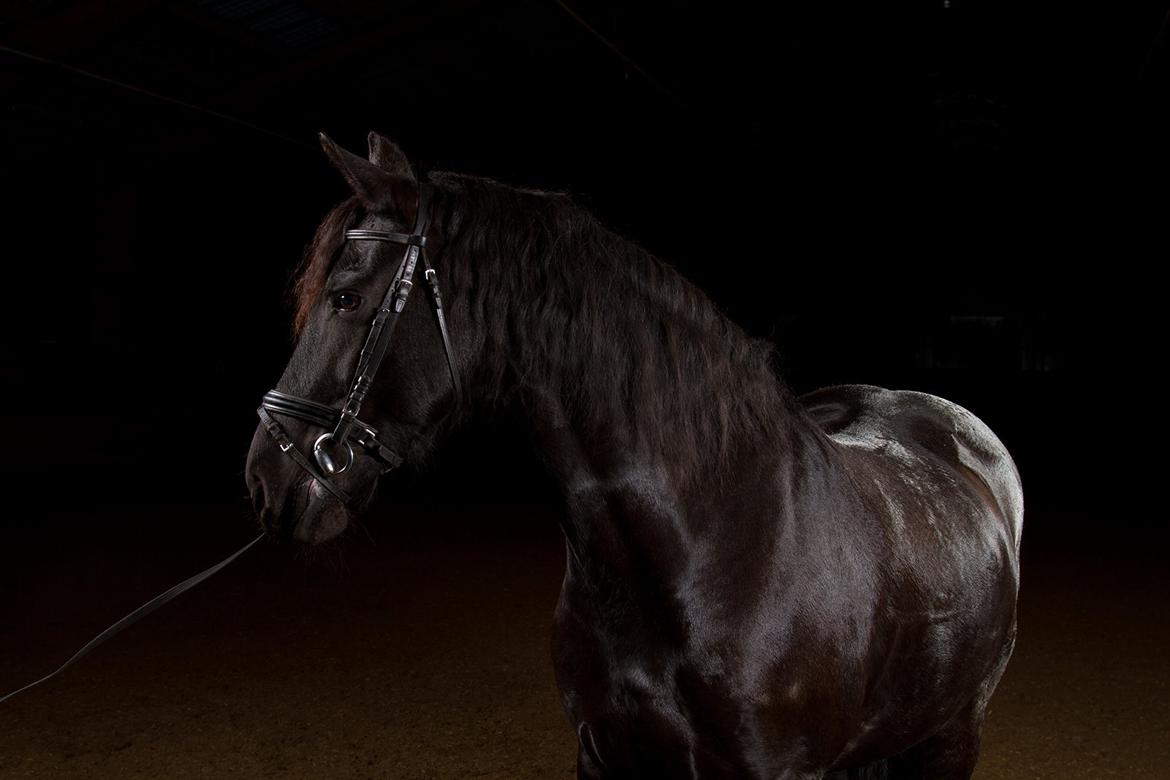 Frieser Marijke G R.I.P - Smukke frieserpigen, så hot! <3 billede 19