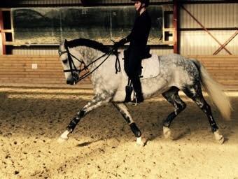 Anden særlig race Bech's Padraigh aka. Paddy :-) - Kandar træning d. 23.02.15. billede 1