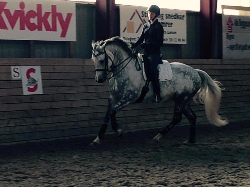 Anden særlig race Bech's Padraigh aka. Paddy :-) - Træning med Kandar, 23.02.15 billede 17