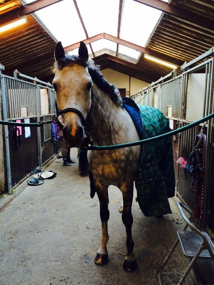 Anden særlig race Bech's Padraigh aka. Paddy :-) - Krølletoppen efter stævne i SØR. 4. og 1. plads :-) billede 11