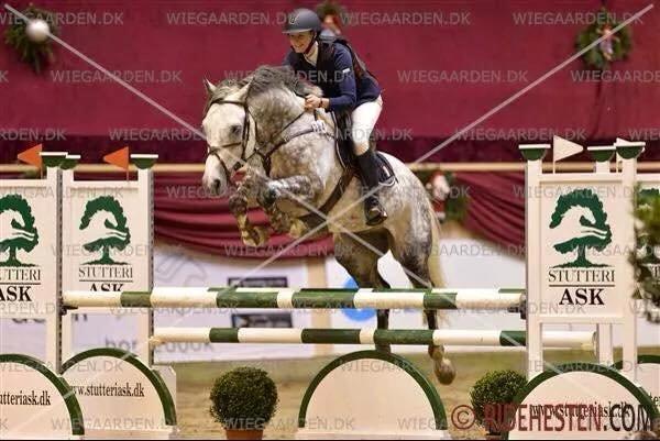 Anden særlig race Bech's Padraigh aka. Paddy :-) - Warm up 2014. LB** :-) billede 13