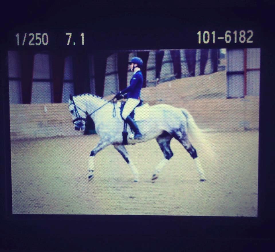 Anden særlig race Bech's Padraigh aka. Paddy :-) - Dressur stævne SVKR d. 07.02.15. 70% - 1. plads! billede 16