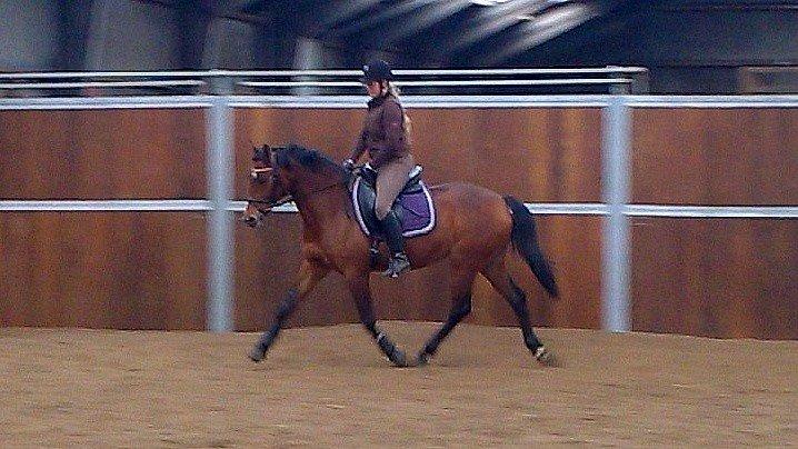 Dansk Varmblod Feldborgs Shanti billede 19