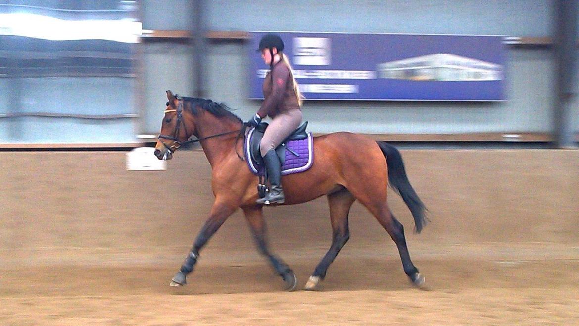 Dansk Varmblod Feldborgs Shanti billede 15