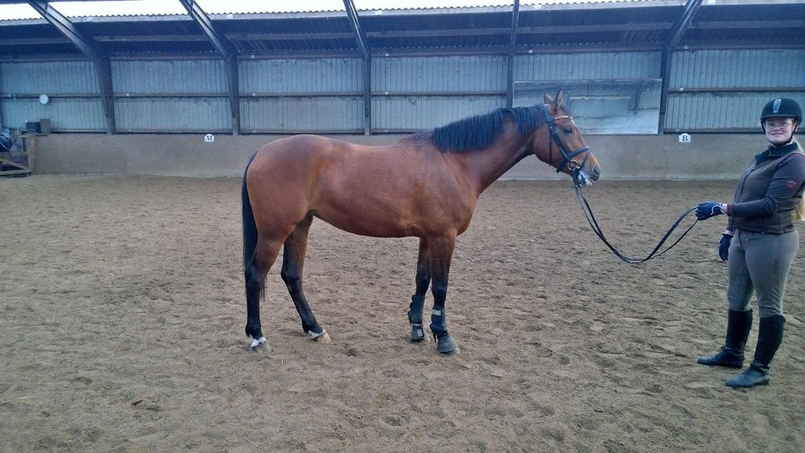 Dansk Varmblod Feldborgs Shanti billede 16