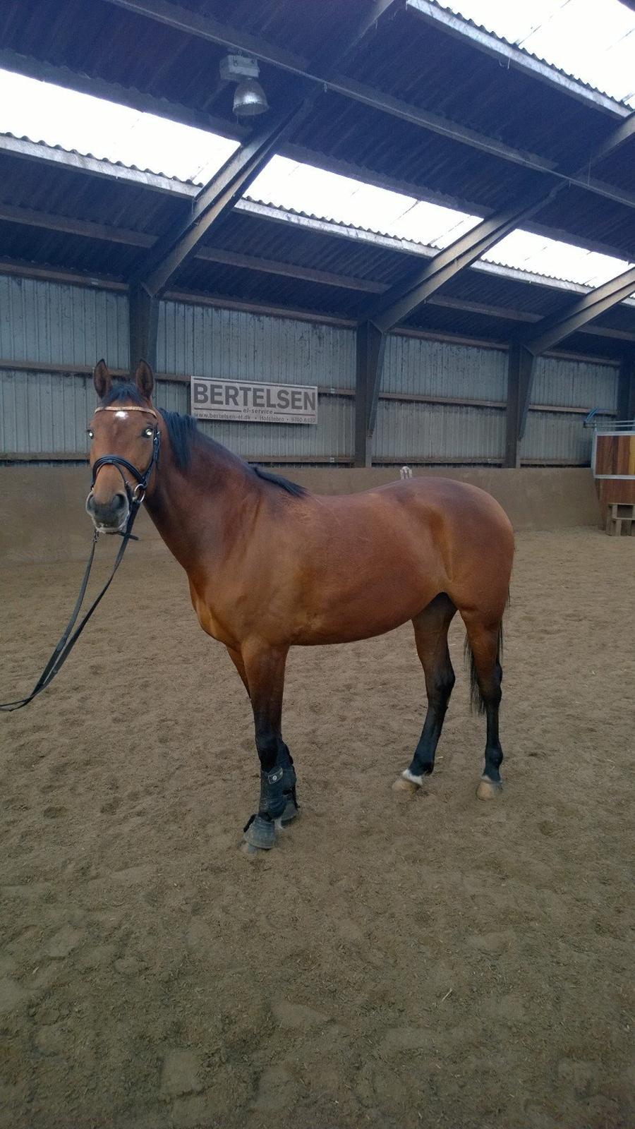 Dansk Varmblod Feldborgs Shanti billede 18