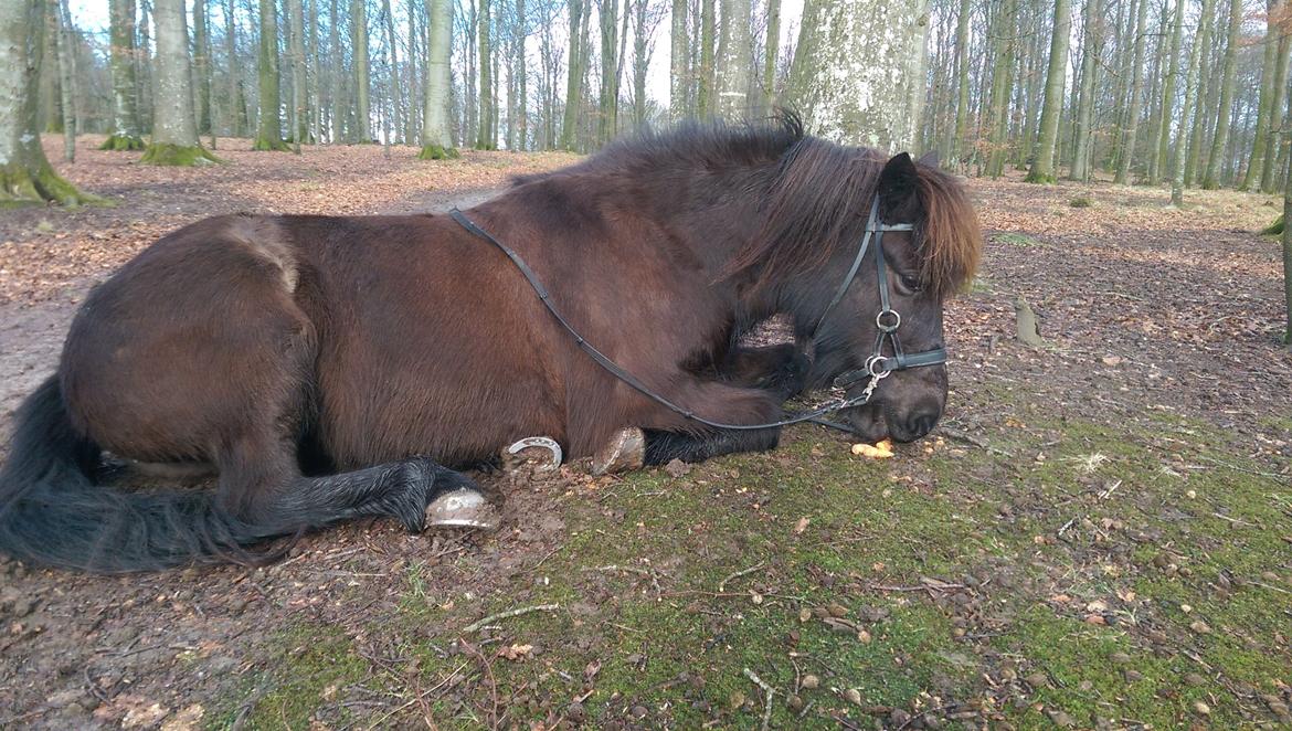 Islænder Koldís frá Hofi billede 12