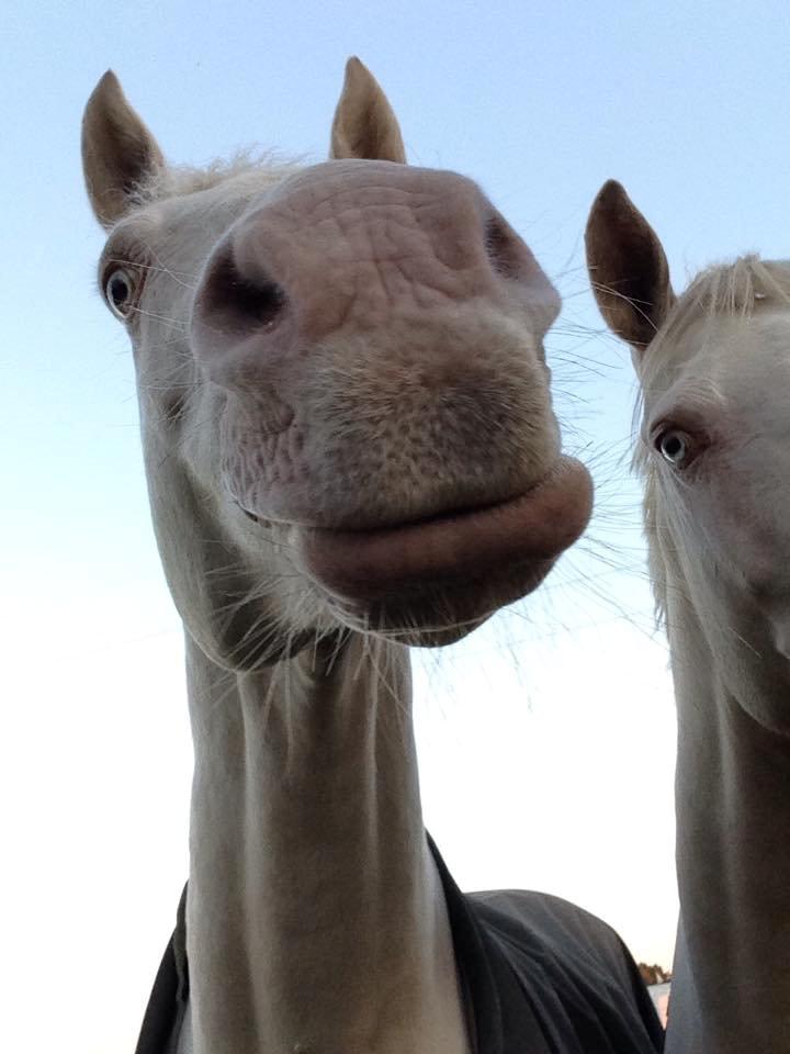 Palomino Moonhaze Silver Spiral billede 13