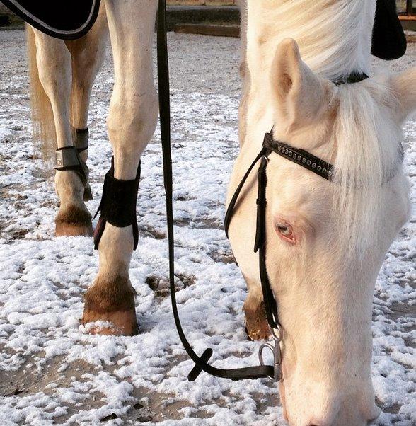 Palomino Moonhaze Silver Spiral billede 8