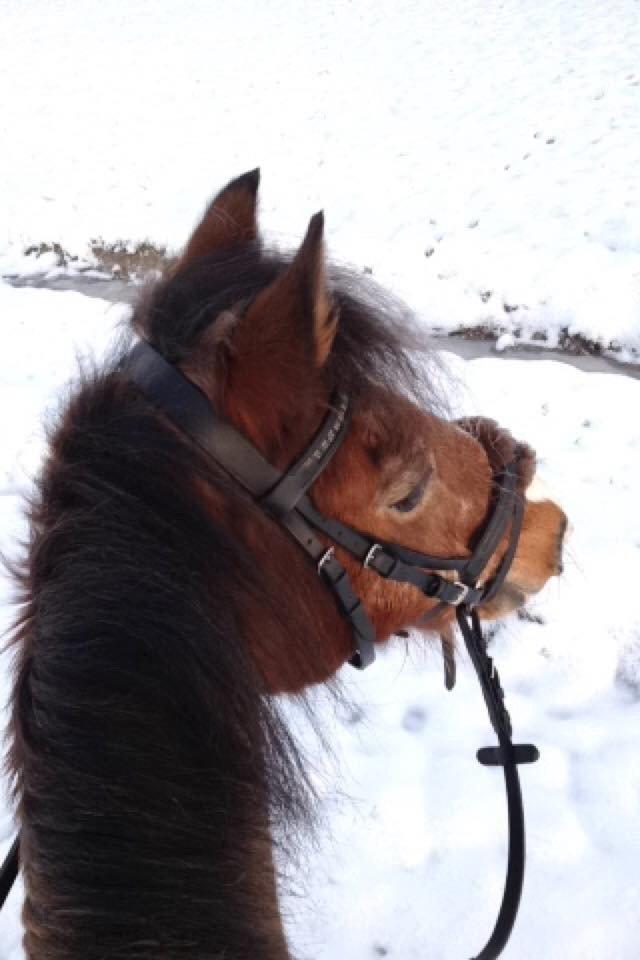 Anden særlig race Pompeji - Den første tur i det dejlig sne vejer! 2014😍 billede 3