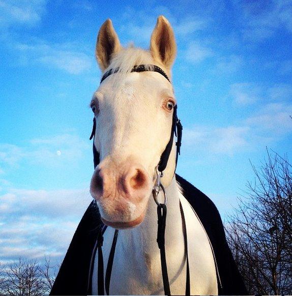 Palomino Moonhaze Silver Spiral billede 9