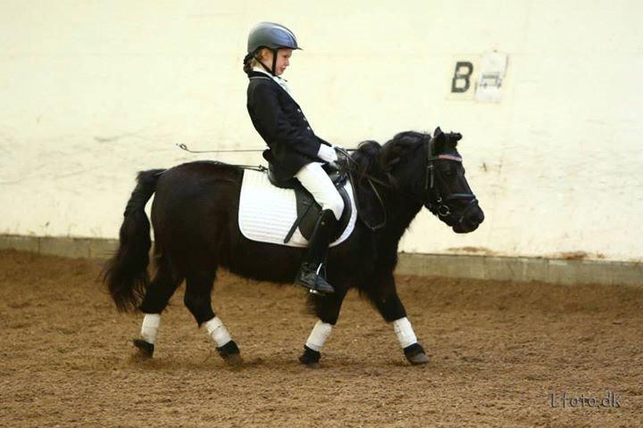 Shetlænder mauda (den sødeste lille pony)  savnet men solgt  billede 8