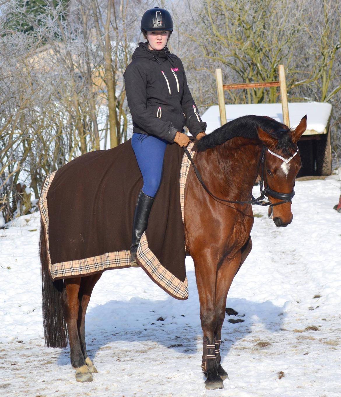 Anden særlig race Lippaschu billede 9