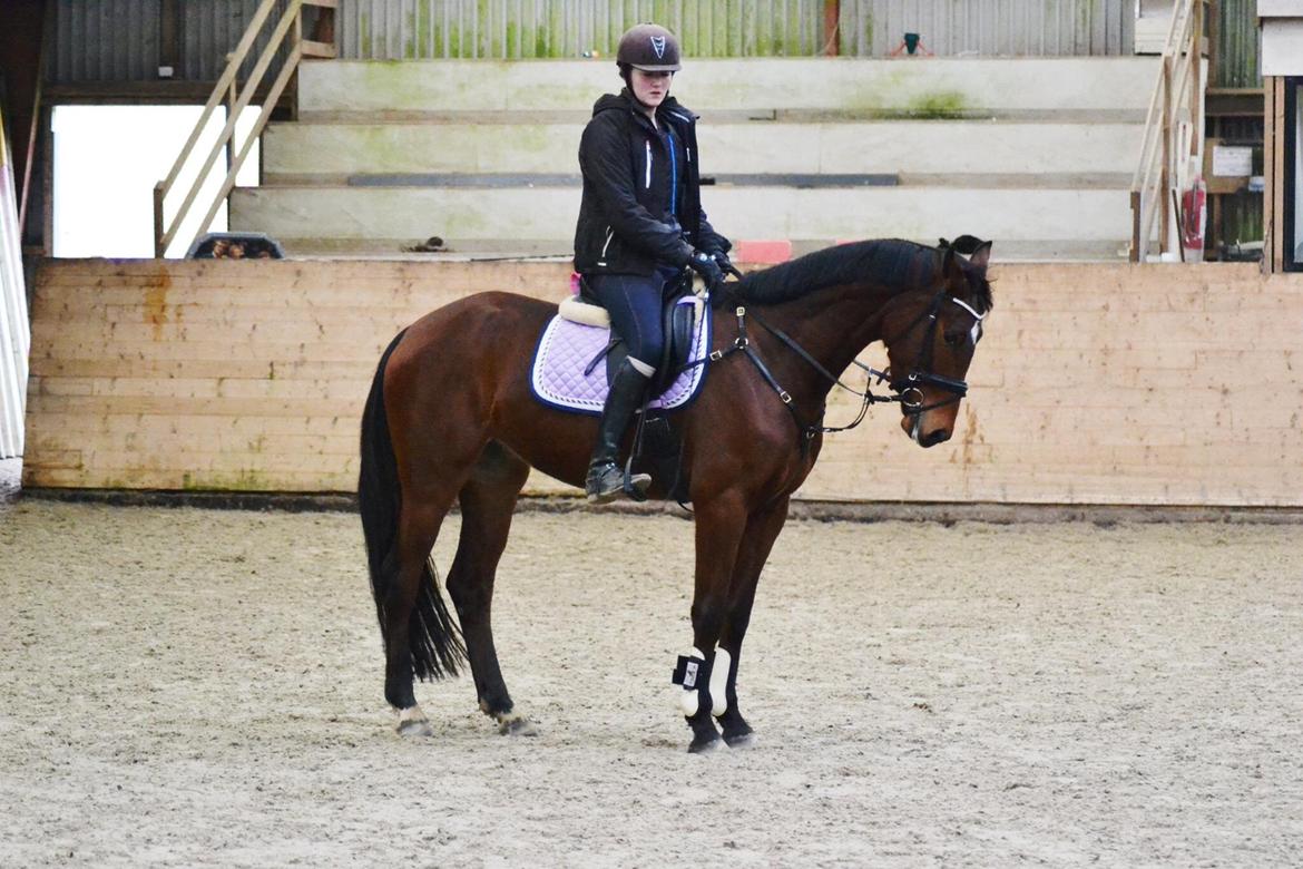 Anden særlig race Lippaschu billede 14