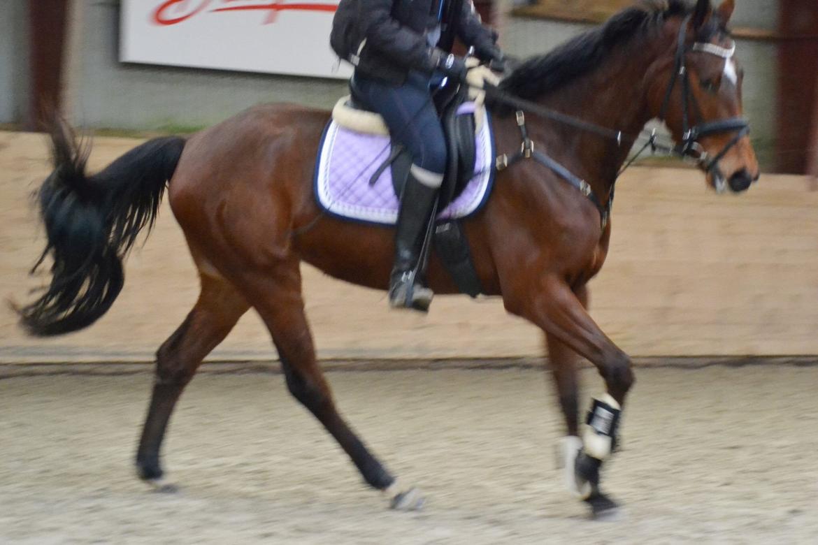 Anden særlig race Lippaschu billede 10