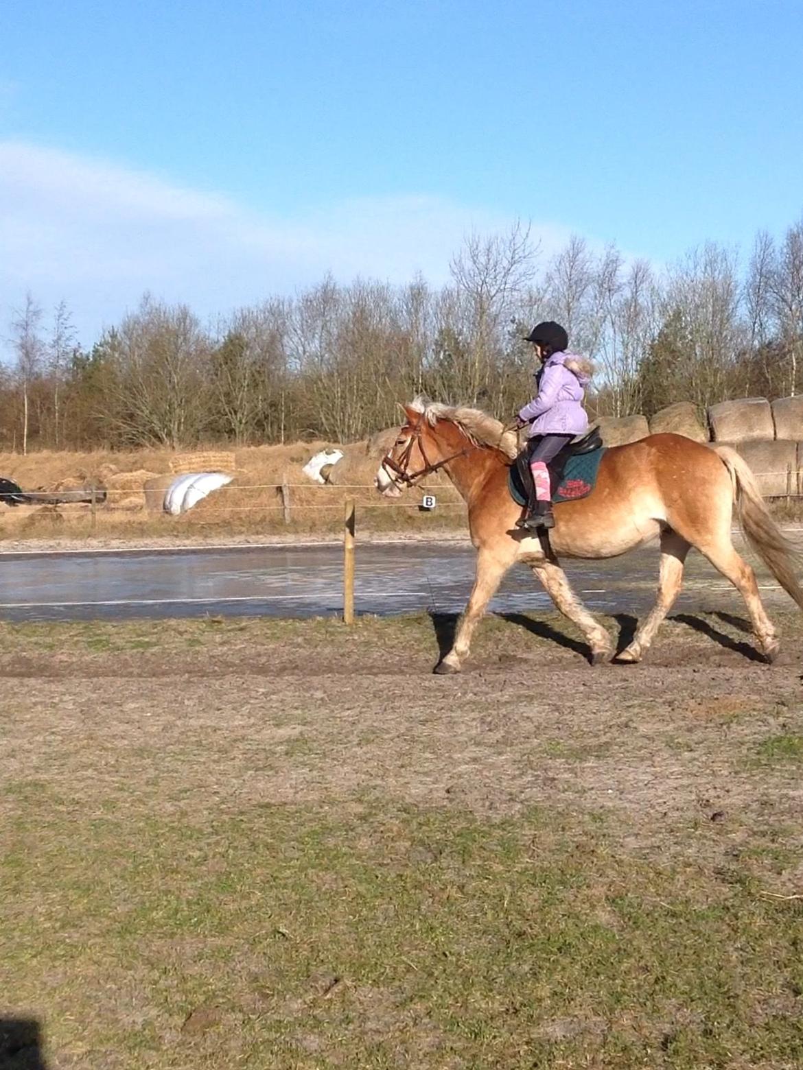 Tyroler Haflinger Bamse billede 42