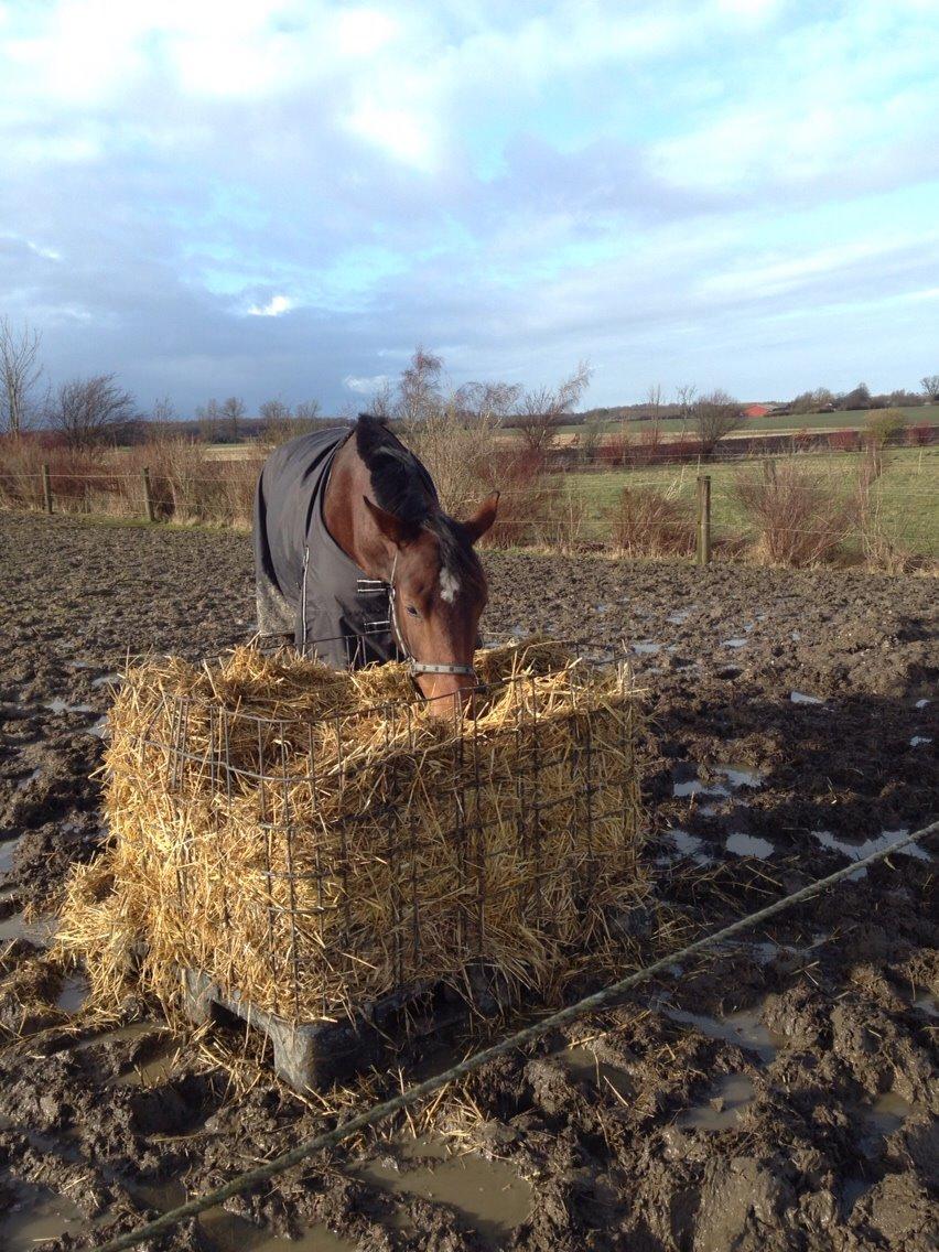 Anden særlig race Stald sofiedahl s ariel z billede 8