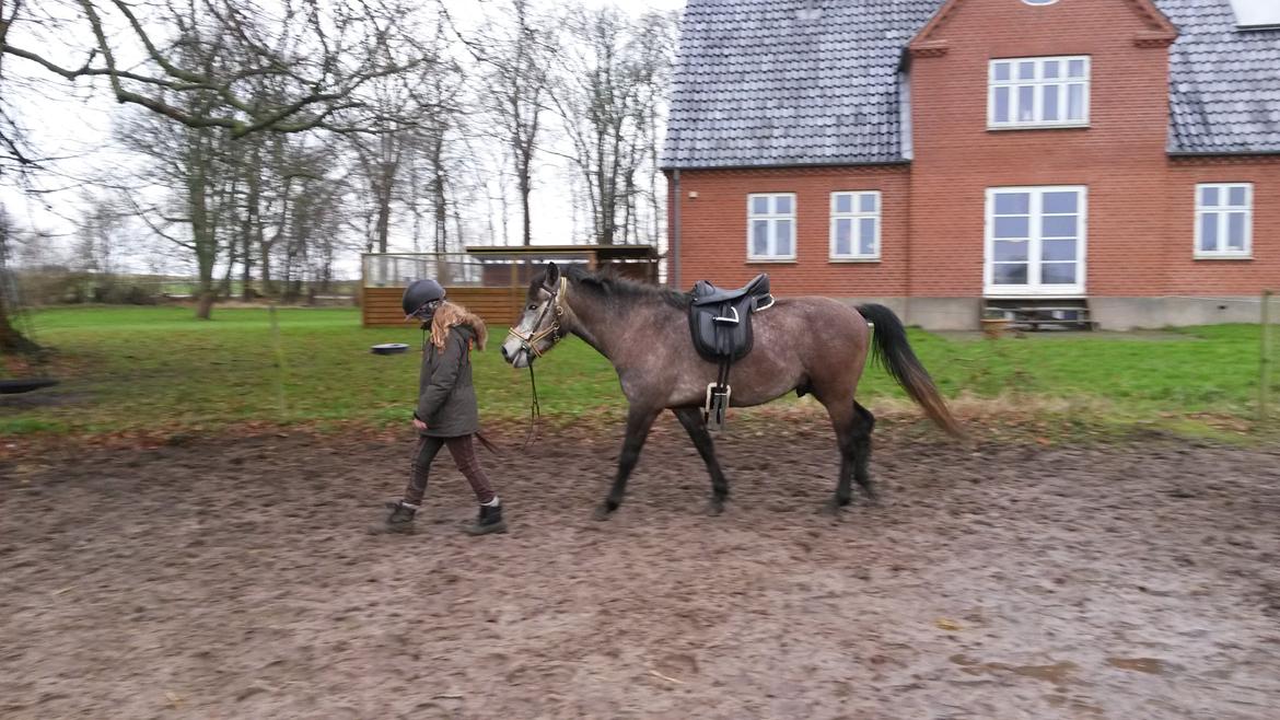 Anden særlig race Silver Delco billede 2