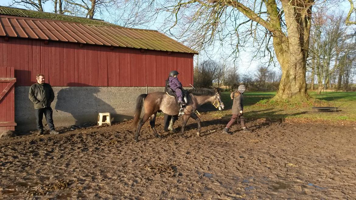 Anden særlig race Silver Delco billede 4