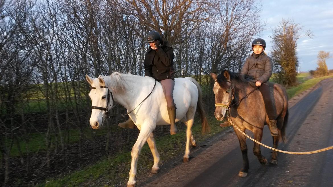 Anden særlig race Silver Delco billede 5