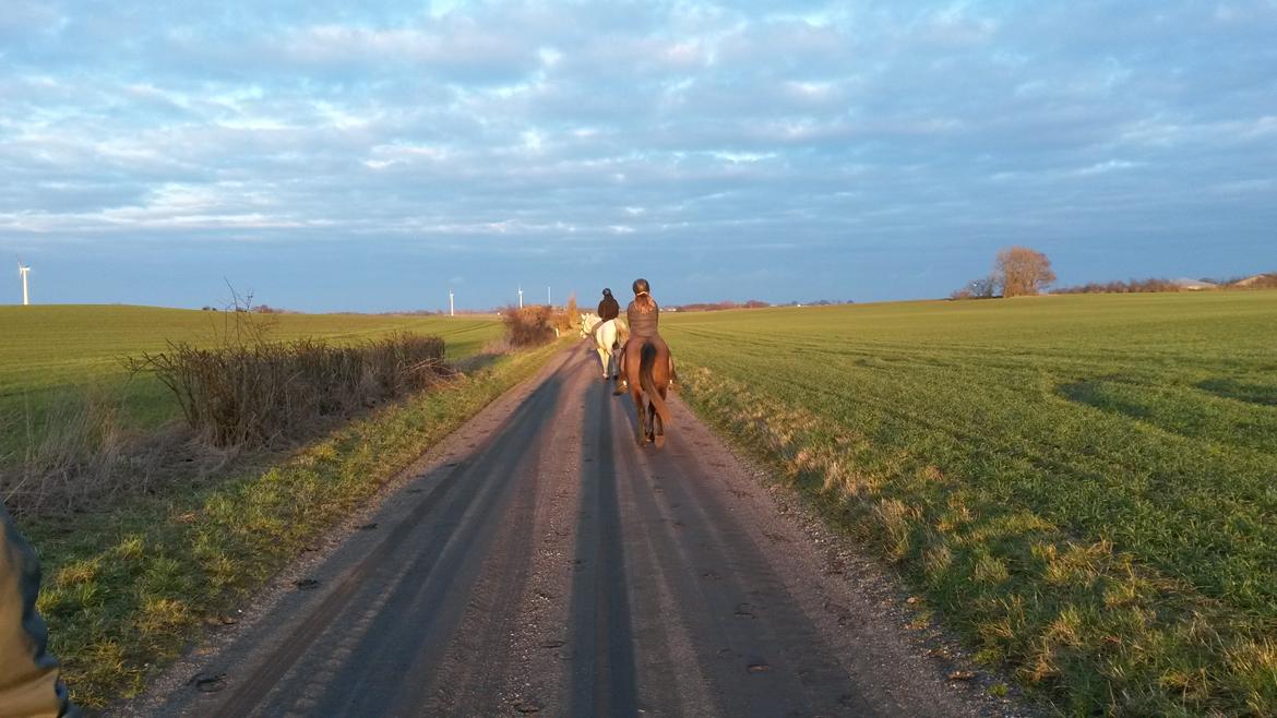Anden særlig race Silver Delco billede 6