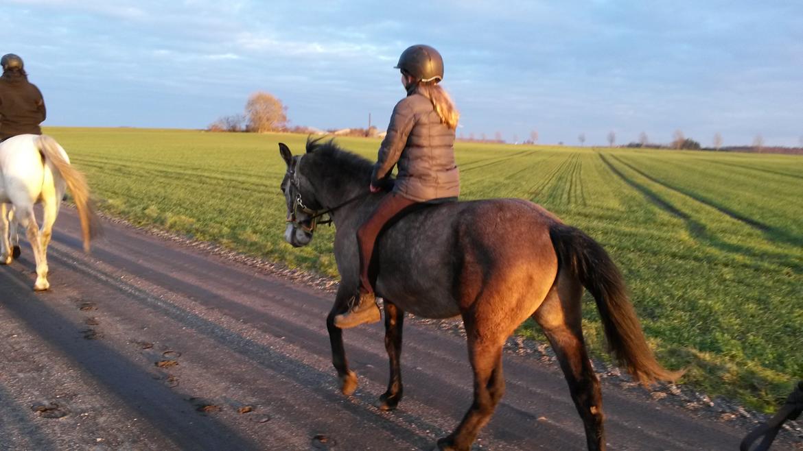 Anden særlig race Silver Delco billede 7