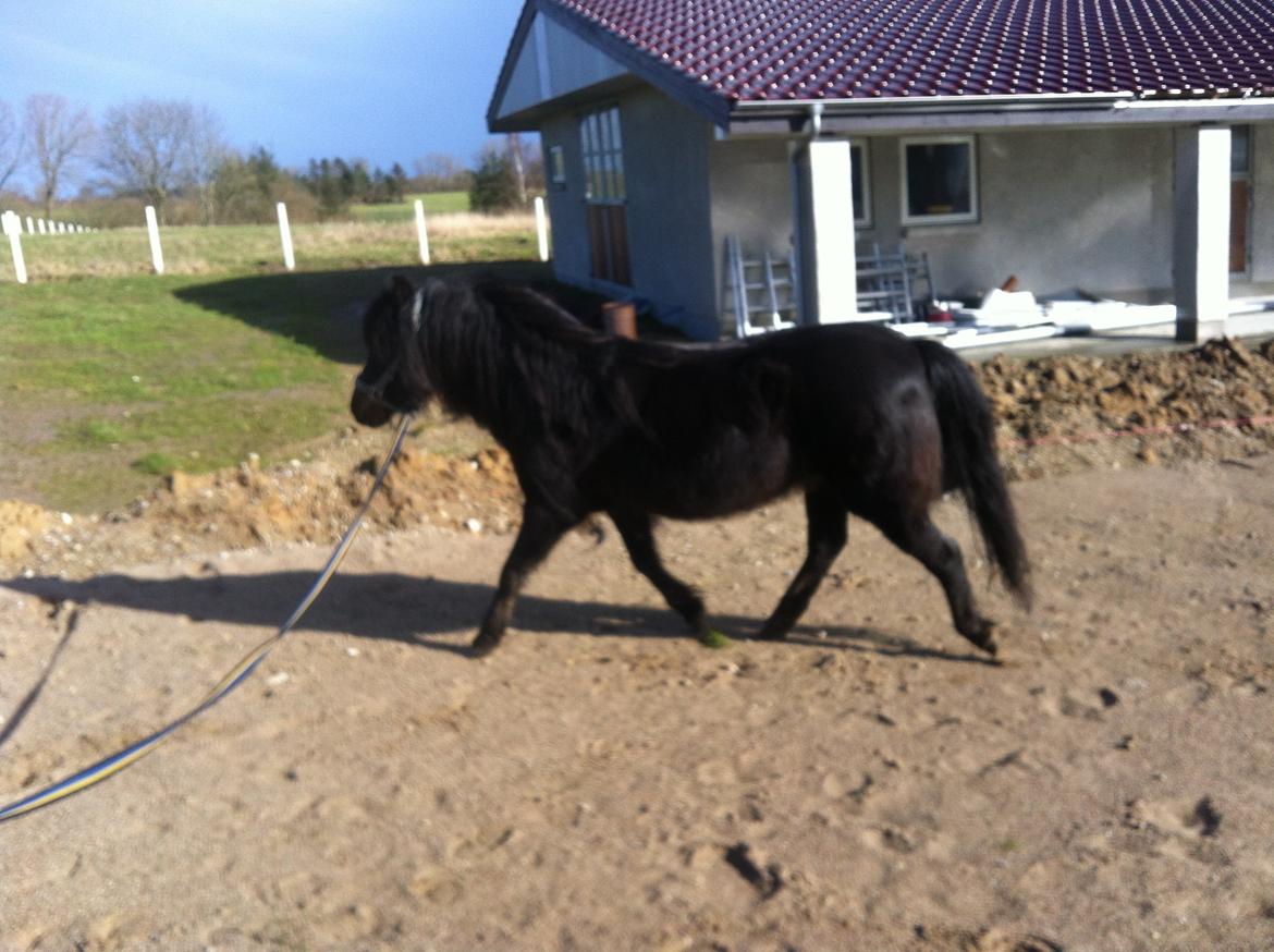 Welsh Partbred (Sec F) BW´s Mia Maja billede 6