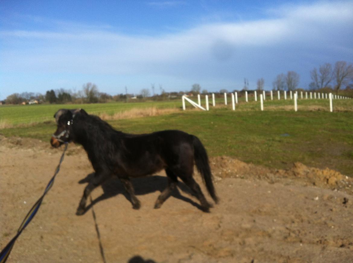 Welsh Partbred (Sec F) BW´s Mia Maja billede 13