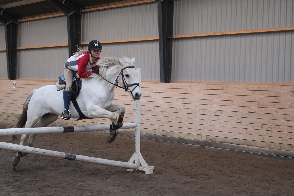 Connemara Duntally Charles <3 - Lille hoppebold  billede 2