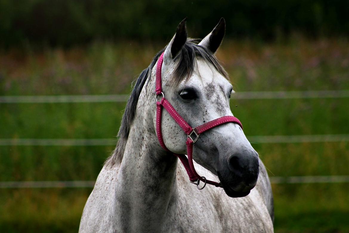 Anden særlig race Freja billede 4