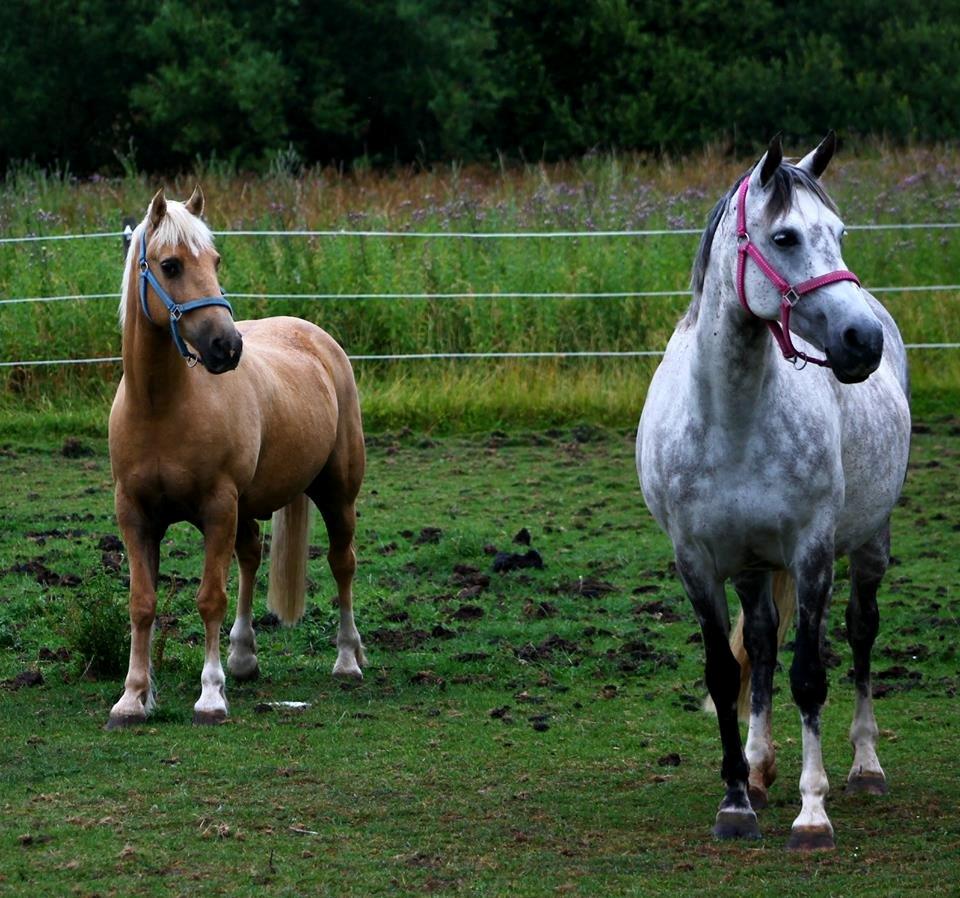 Anden særlig race Freja billede 3